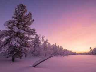 冬日粉色朝霞下的梦幻雪景图片高清桌面壁纸