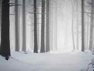 树林里唯美的雪景图片高清桌面壁纸