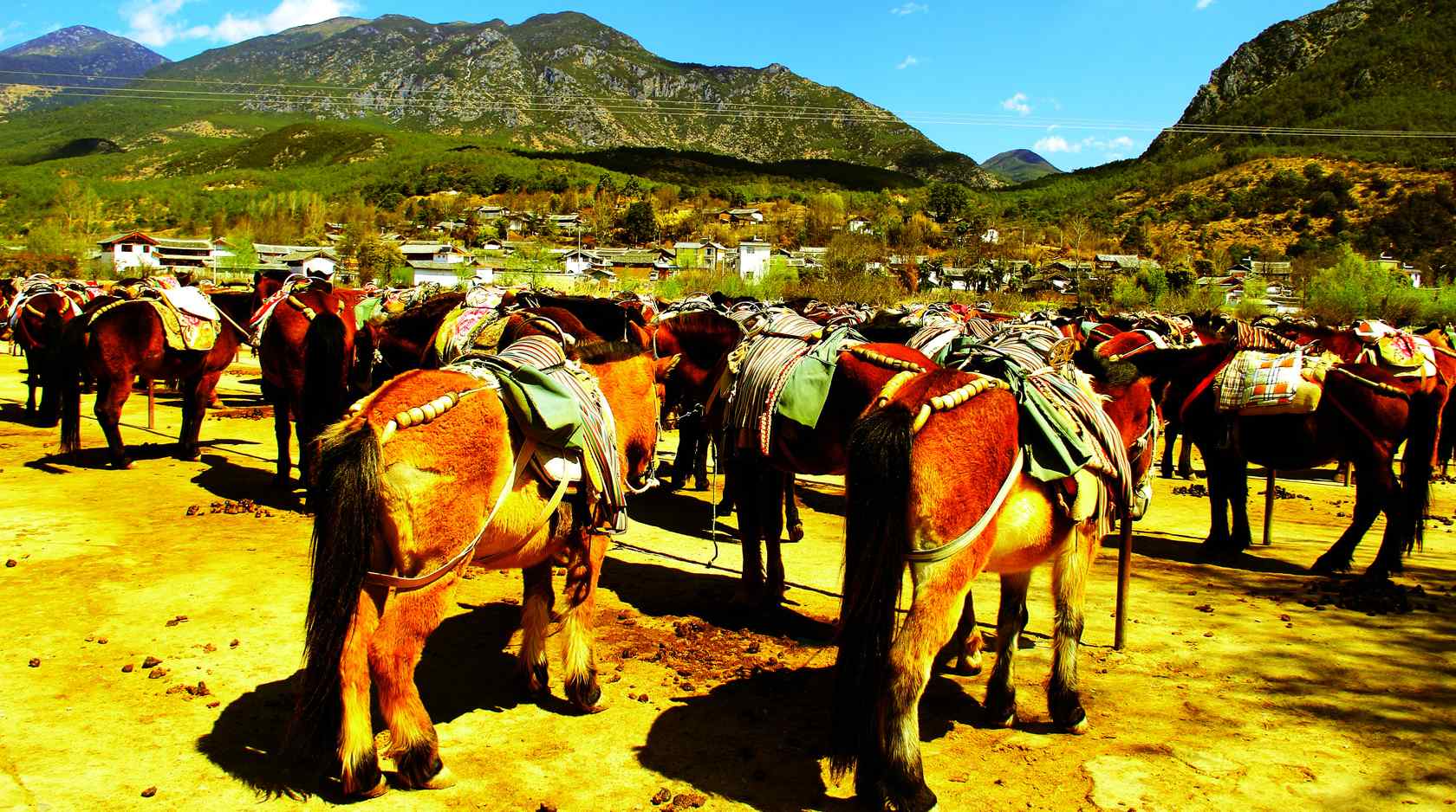 茶马古道美丽的马场风景图片
