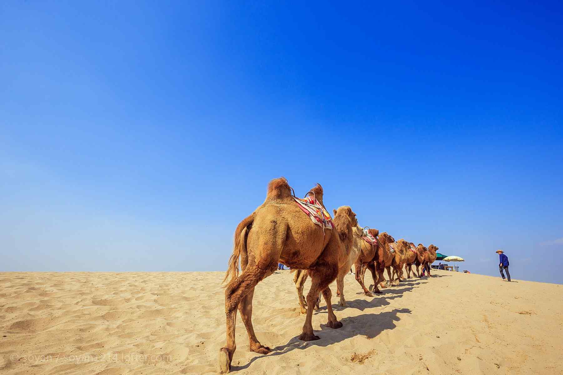 宁夏沙漠中的骆驼群图片