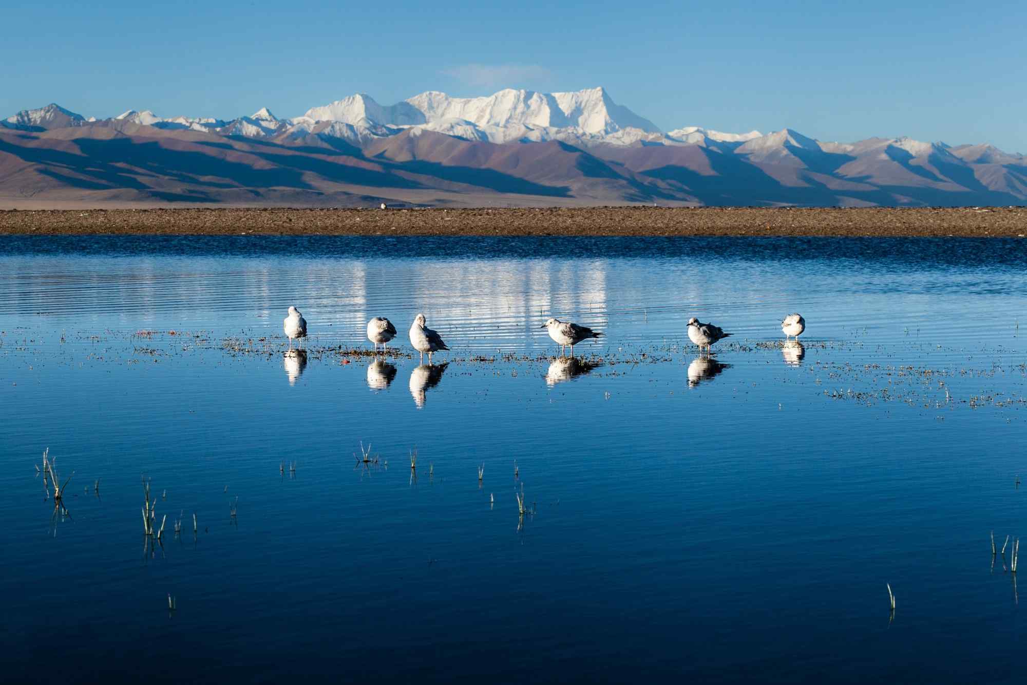 纳木错湖上的白色鸟儿图片高清桌面壁纸