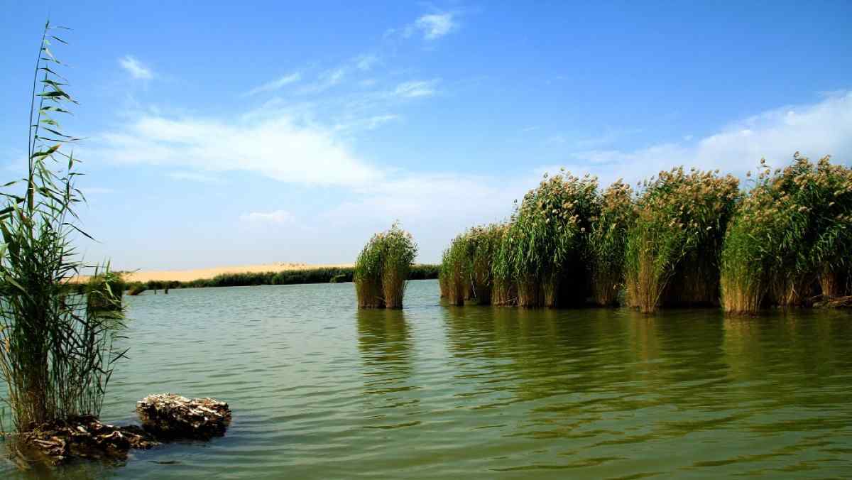 沙湖特色植物景观图片