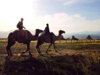 西夏王陵骑骆驼的人图片
