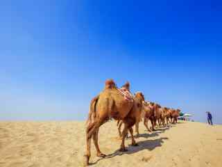 宁夏沙漠中的骆驼群图片