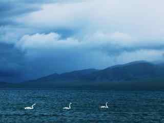 美丽湖面上的三只白天鹅图片