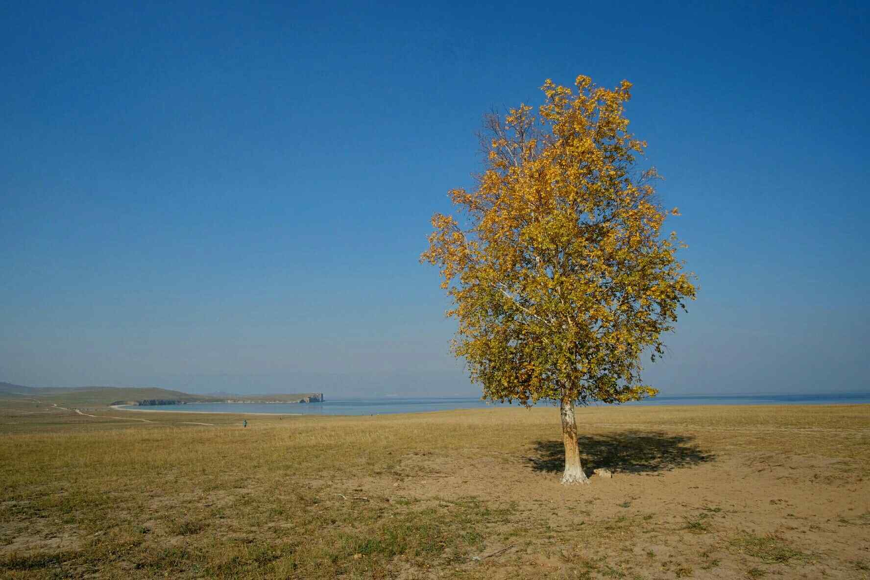 贝加尔湖畔唯美小树图片高清桌面壁纸