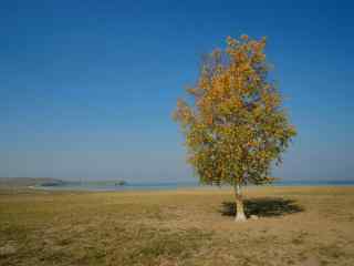 贝加尔湖畔唯美小树图片高清桌面壁纸