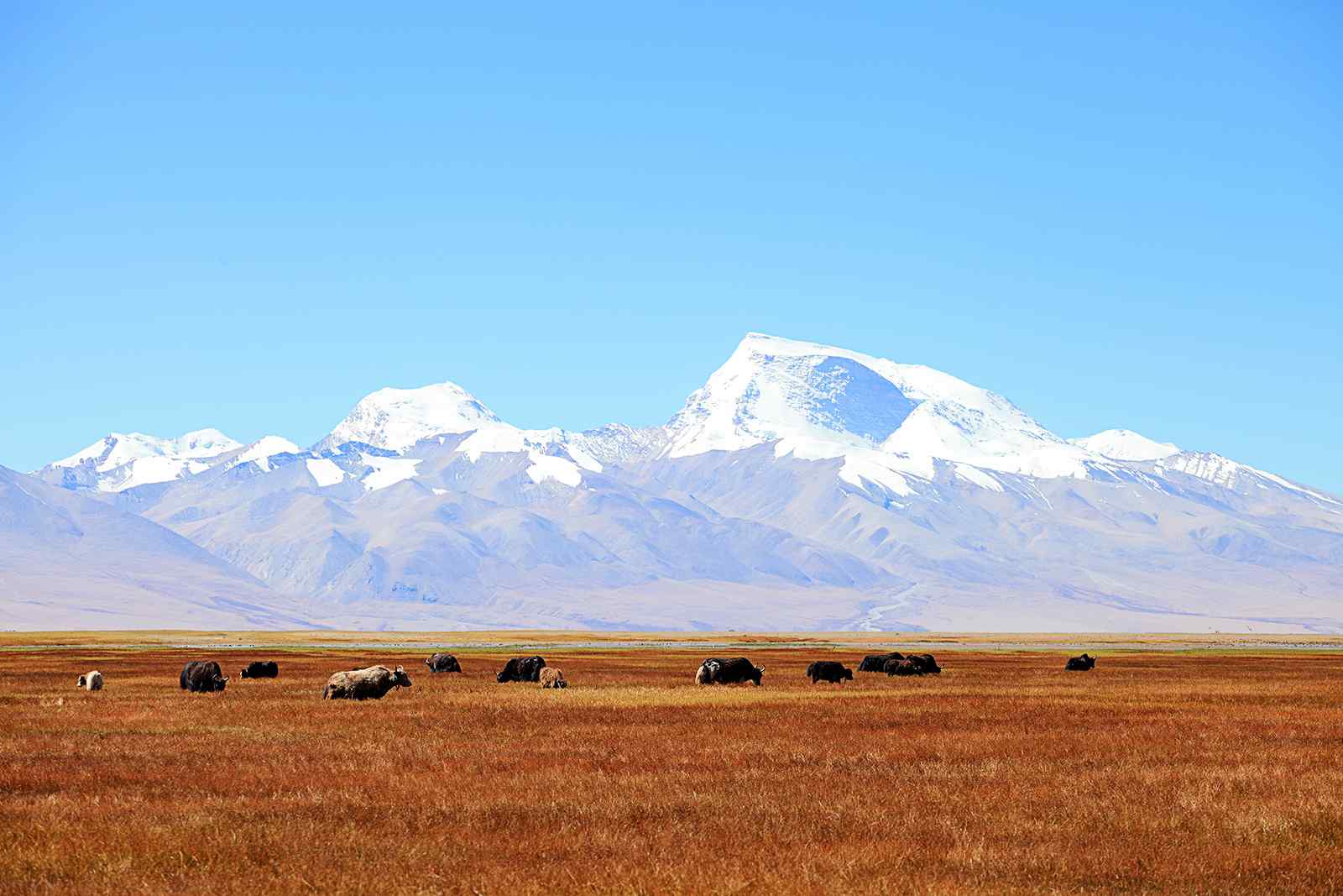玛旁雍错藏区牦牛与雪山风光图片