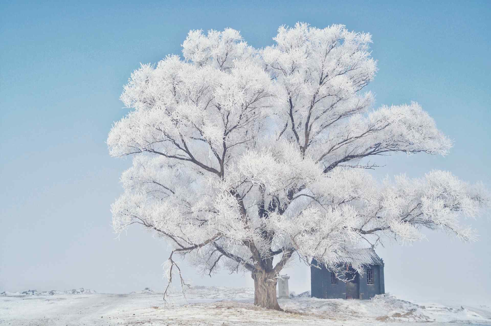 冬日里一棵银装素裹的大树图片唯美桌面壁纸