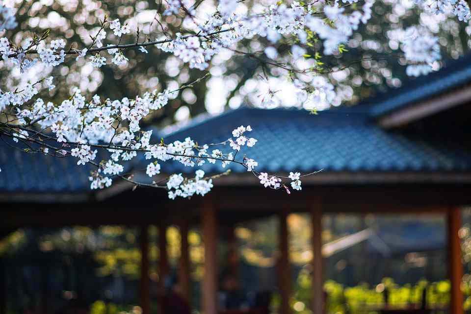 杭州春季唯美风景图片桌面壁纸