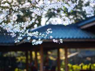 杭州春季唯美风景图片桌面壁纸