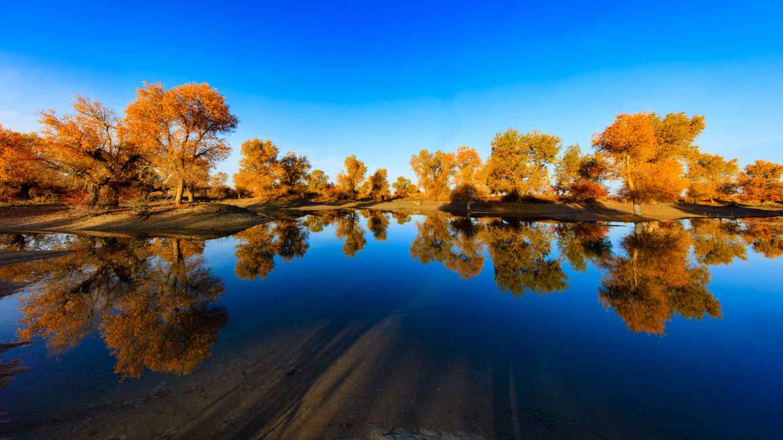 塔里木河沿岸深秋唯美风景图片