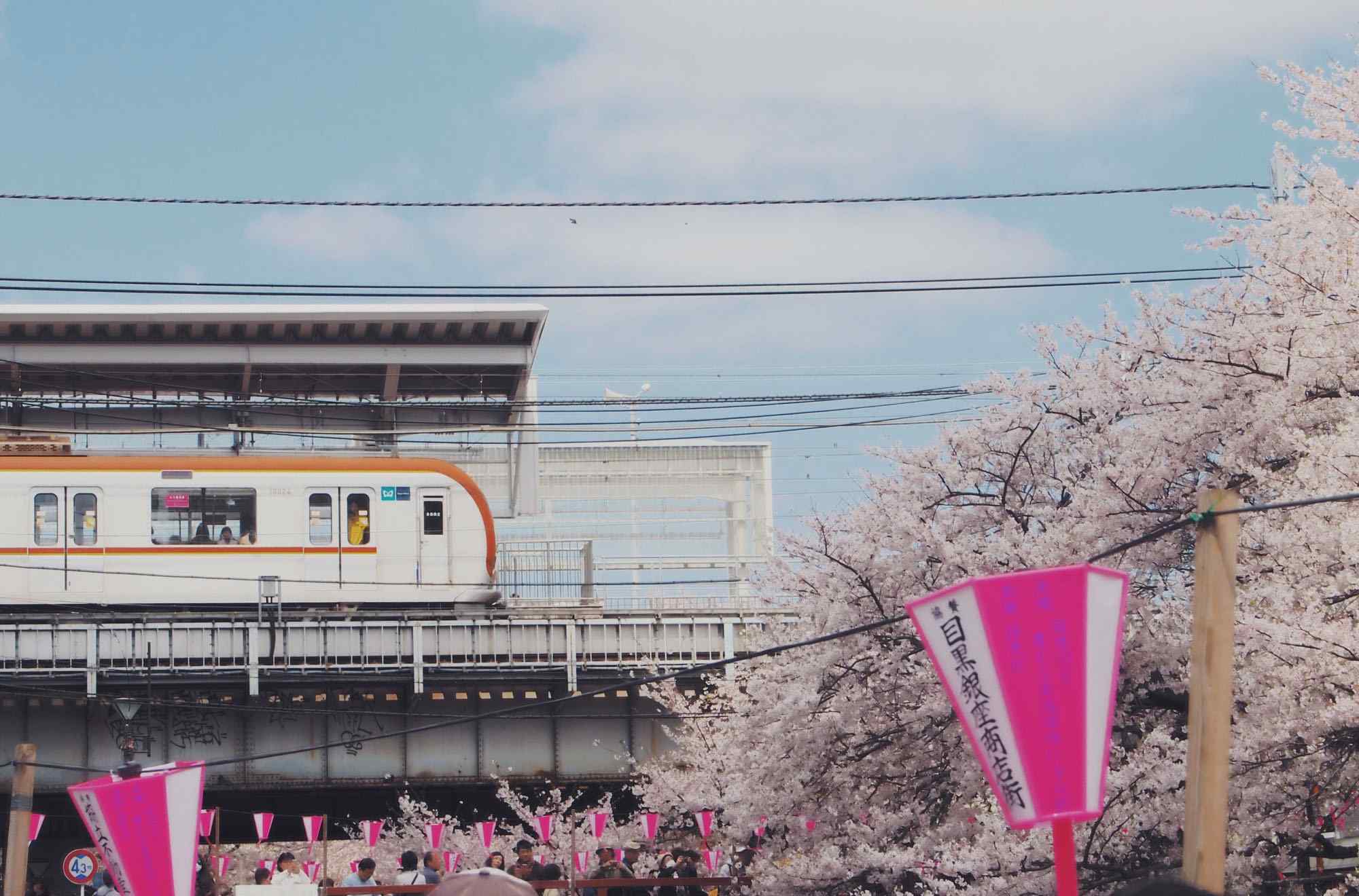 日本樱花小清新风景图片桌面壁纸