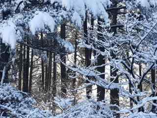 东北山林里的雪景图片高清桌面壁纸