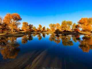 塔里木河沿岸深秋唯美风景图片