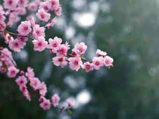 浪漫粉色花朵春天美景桌面壁纸