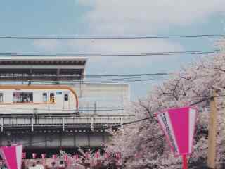 日本樱花小清新风景图片桌面壁纸