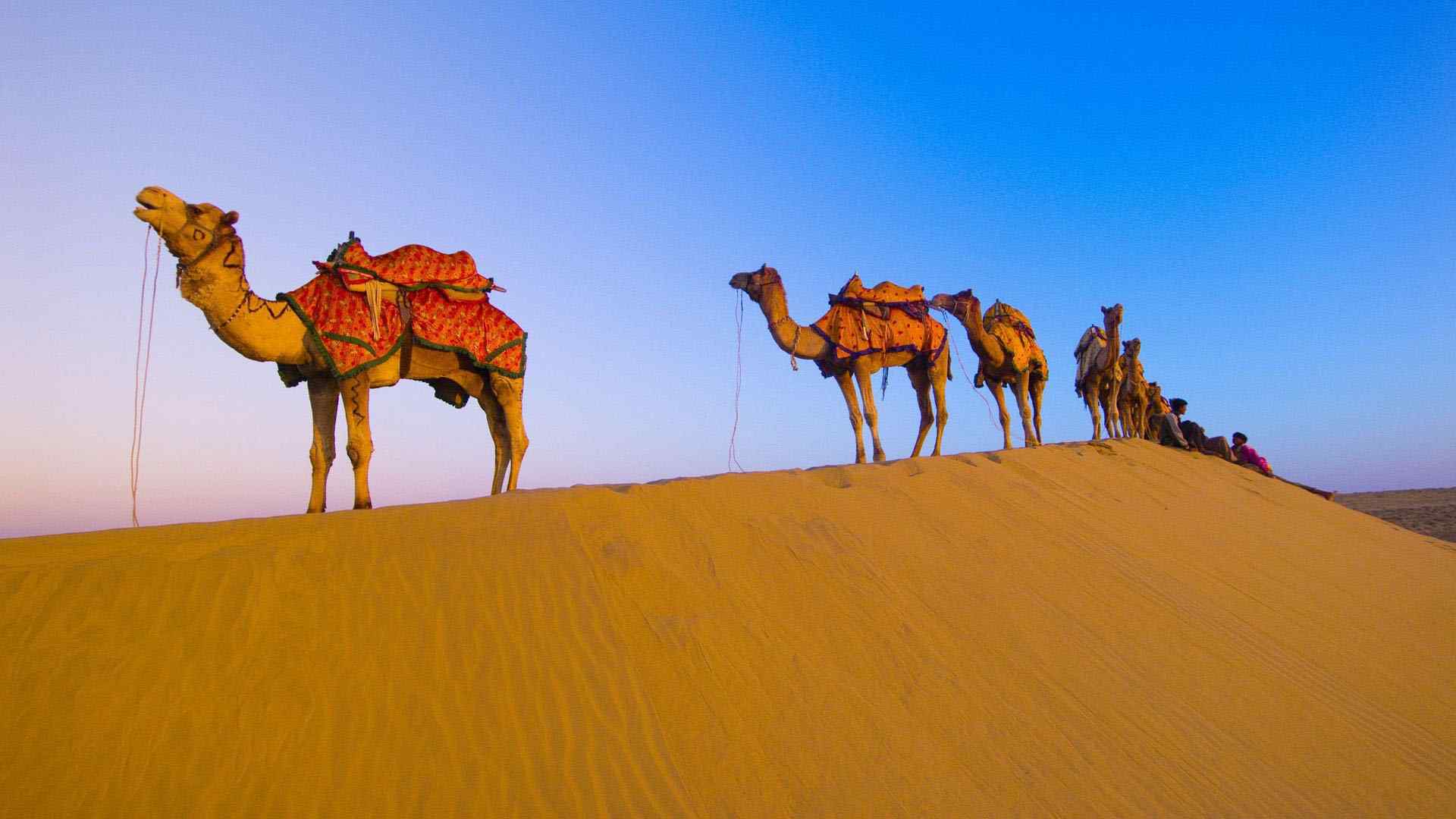 沙漠中的骆驼群特色风景图片桌面壁纸