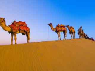 沙漠中的骆驼群特色风景图片桌面壁纸