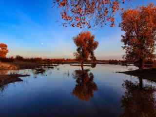 塔里木河畔唯美黄昏风景图片桌面壁纸