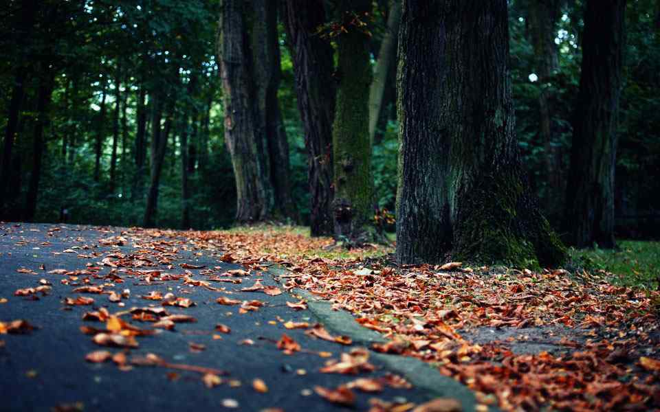 落叶满地的林间小道唯美意境图片