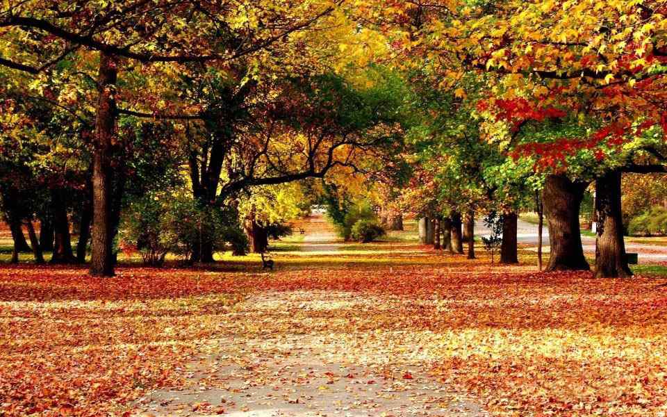 深秋落叶铺地的林间小道风景图片桌面壁纸