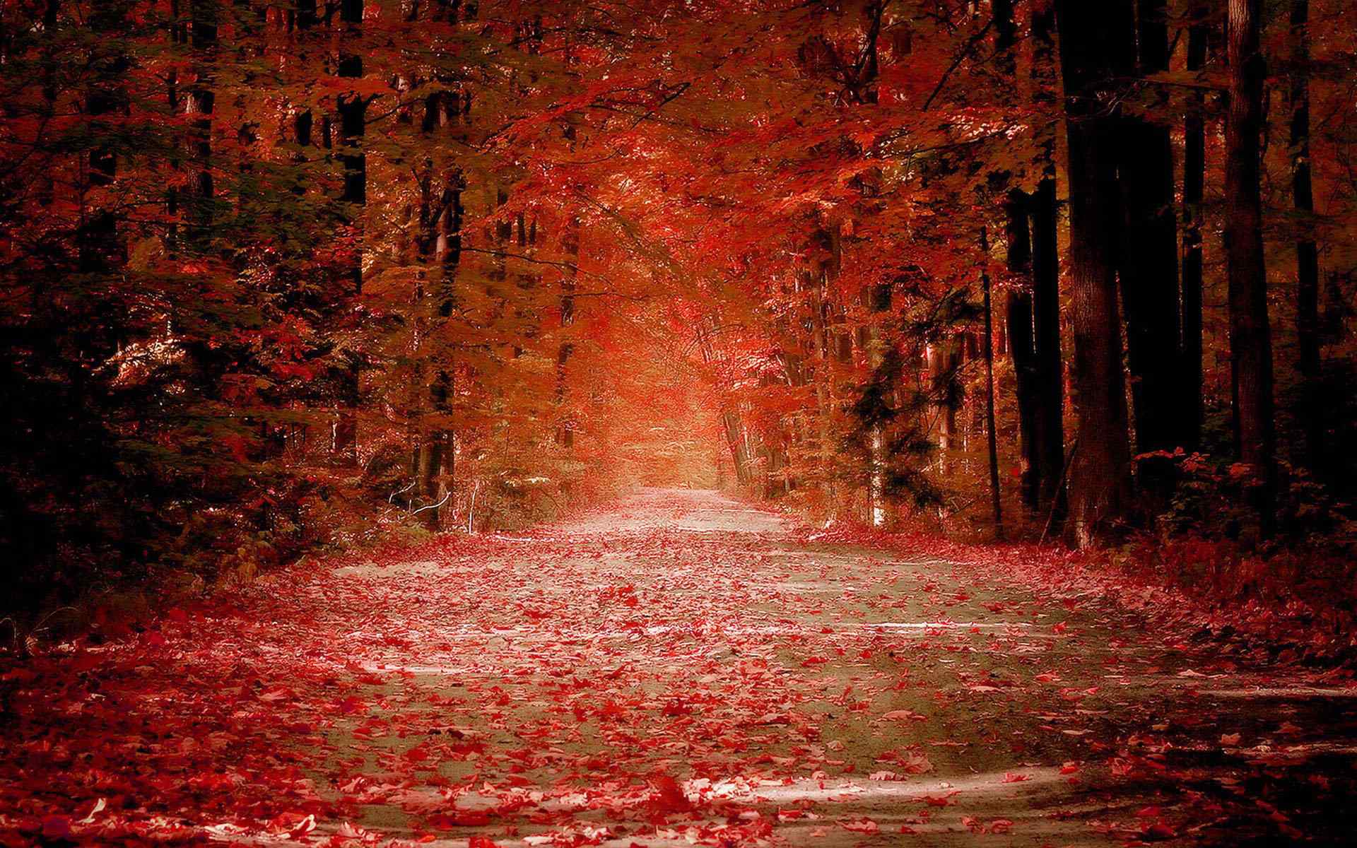 红色枫叶满地的林间小道风景图片
