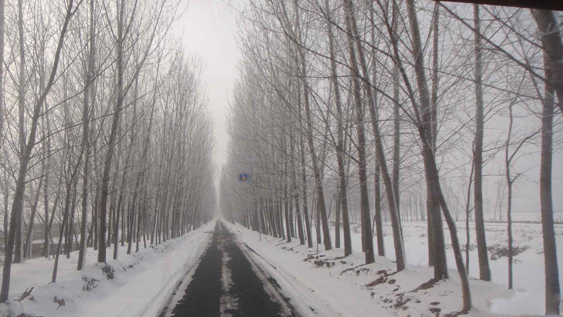 东北静谧的冬季林间小道风景图片