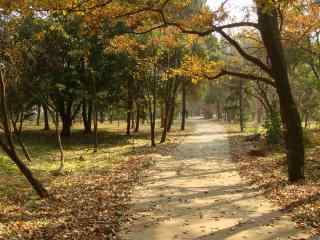 林间小道的深秋萧条风景图片