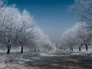 冬季银装素裹的林间小道风景图片