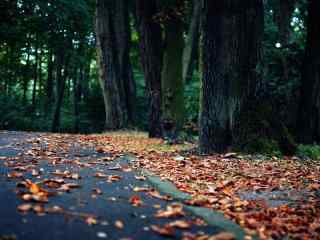 落叶满地的林间小道唯美意境图片