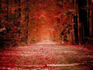 红色枫叶满地的林间小道风景图片