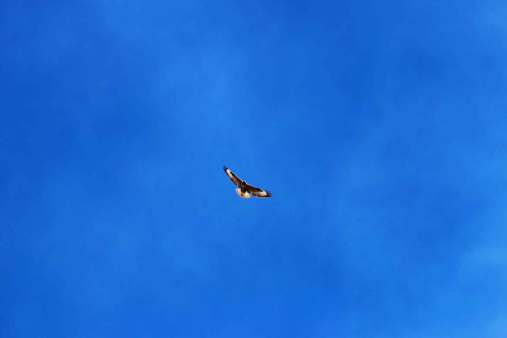 展翅的鹰翱翔在唯美蓝天下唯美图片