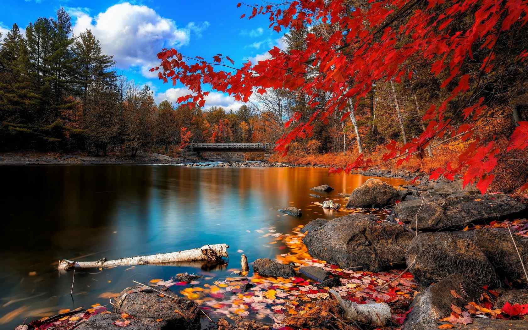 秋天池塘边唯美风景图片