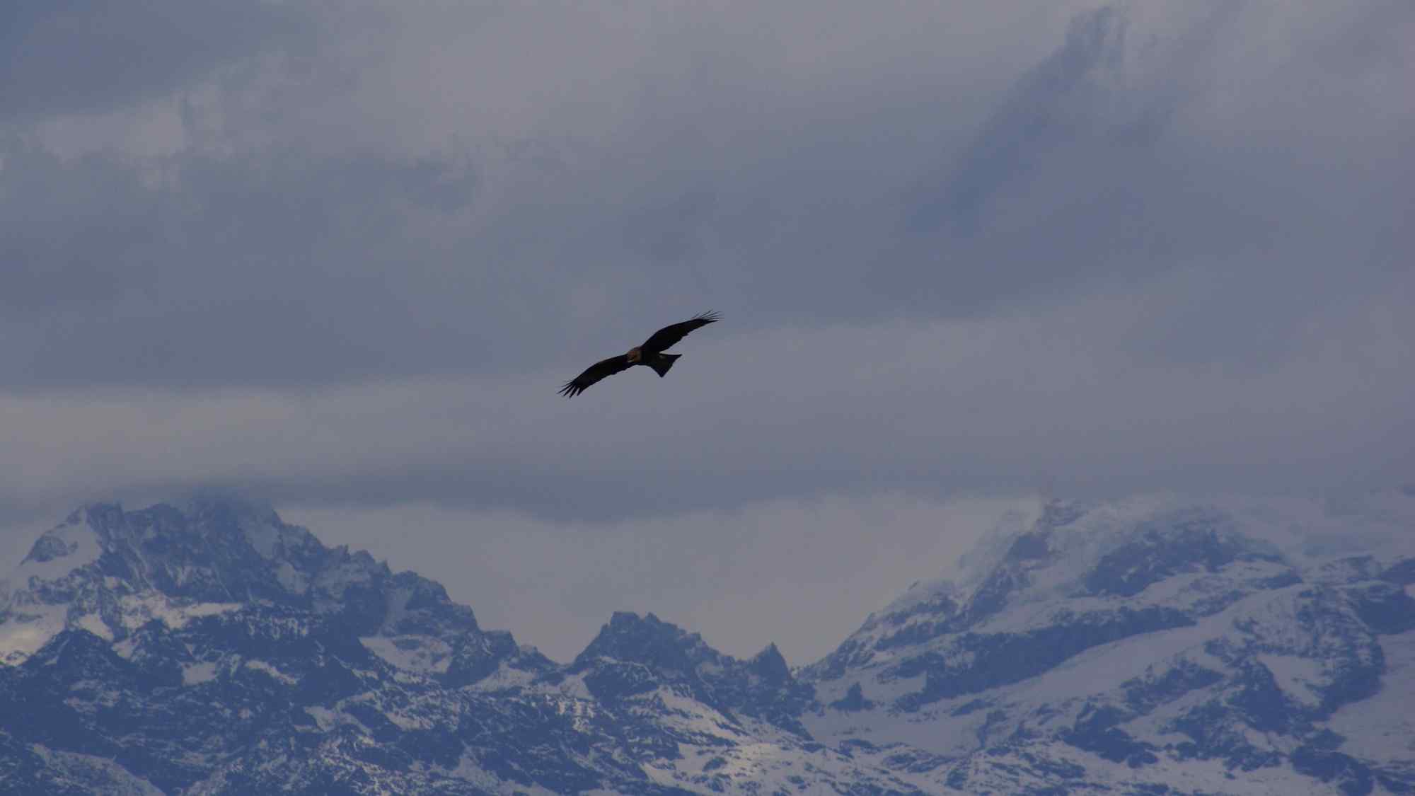雪山之巅翱翔的老鹰唯美风景图片