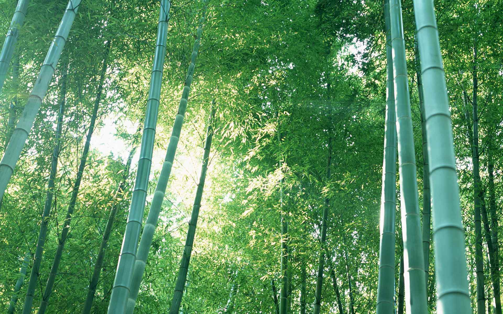 青色竹林风景高清壁纸