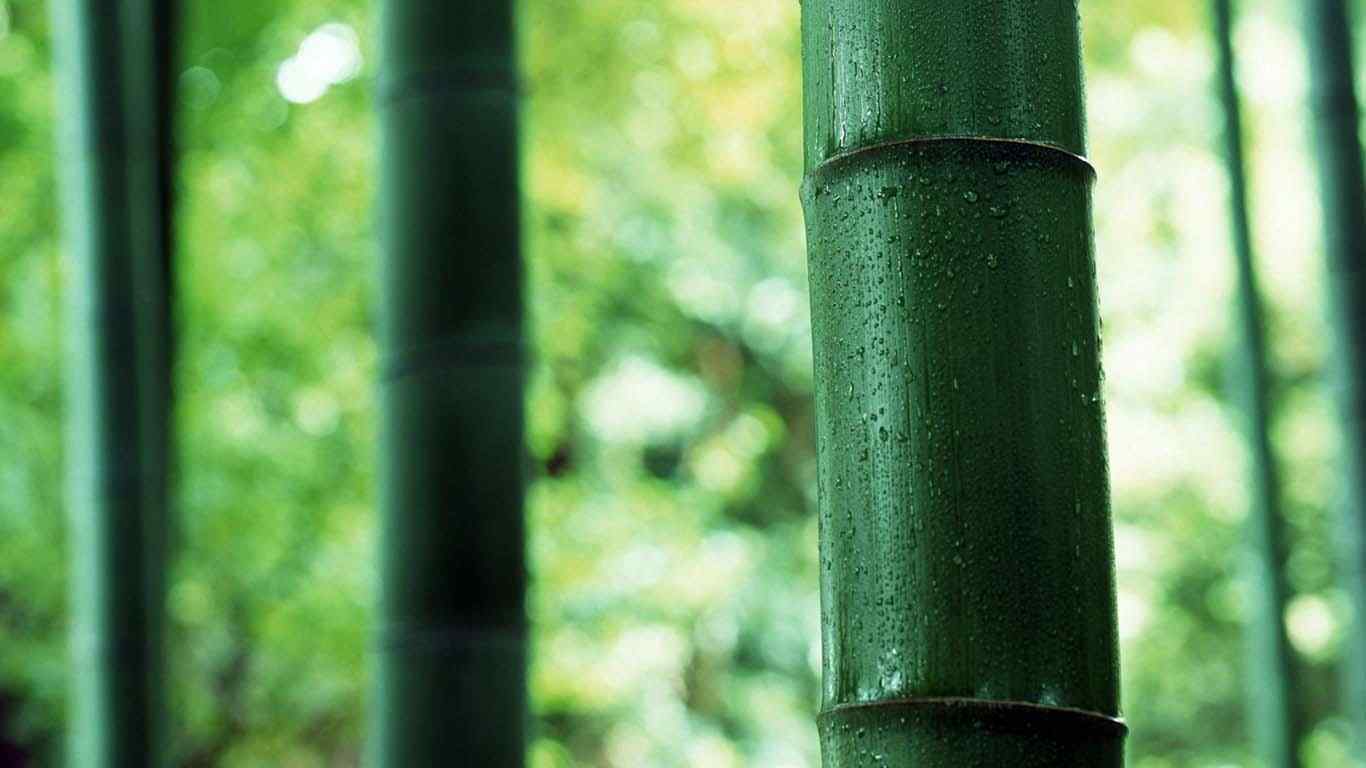 小清新翠绿的竹林风景图片