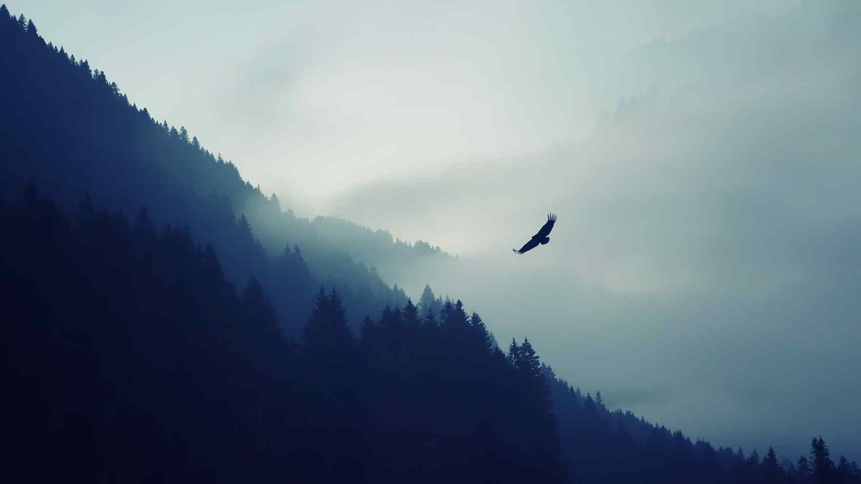 一只雄鹰翱翔在云雾山间唯美图片