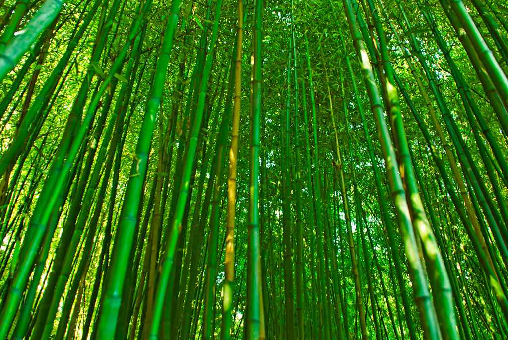 唯美的竹林风景桌面壁纸