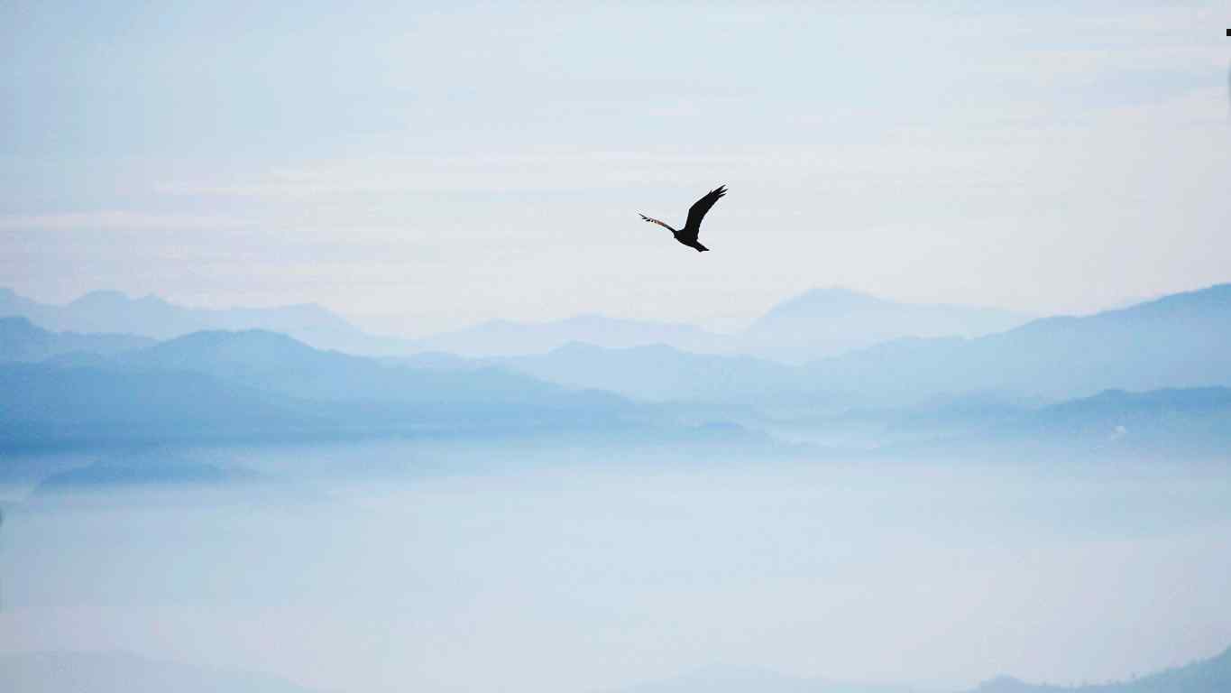 老鹰翱翔在如画般的山水风景里图片桌面壁纸