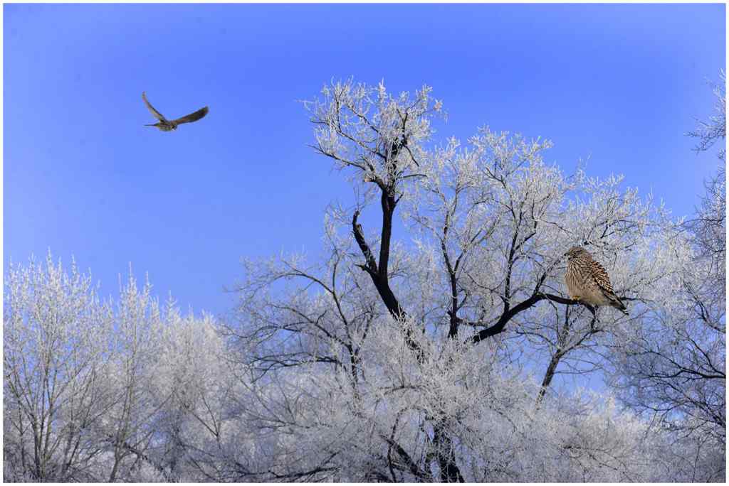 翱翔在蓝天下的老鹰冬季唯美风景图片