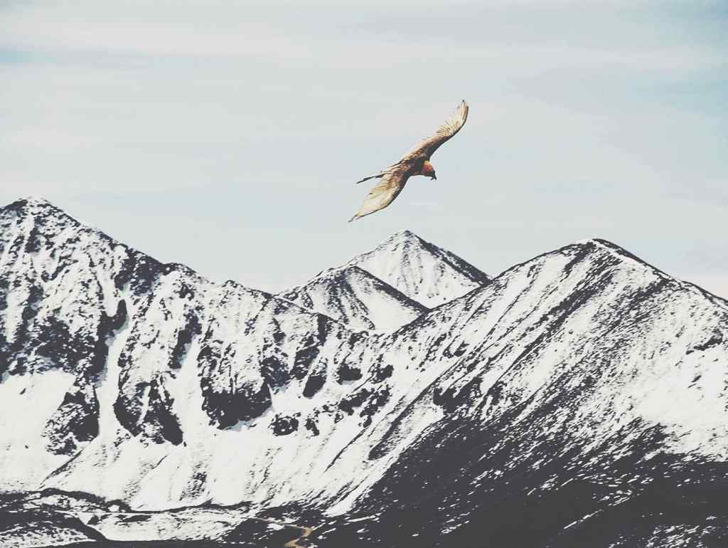 老鹰翱翔在唯美雪山上空图片