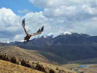 一群老鹰栖息在雪山下的唯美风景图片