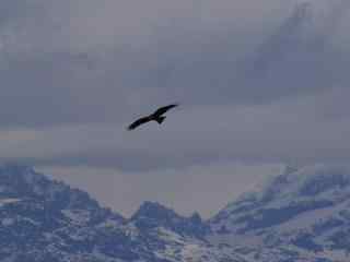 雪山之巅翱翔的老鹰唯美风景图片