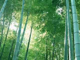 青色竹林风景高清壁纸