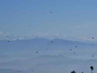 一群老鹰翱翔在绵延群山唯美图片