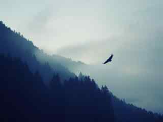 一只雄鹰翱翔在云