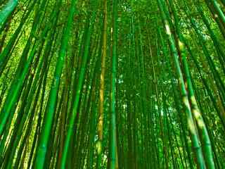 唯美的竹林风景桌面壁纸