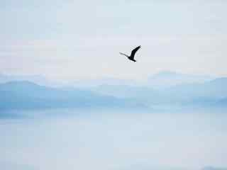 老鹰翱翔在如画般的山水风景里图片桌面壁纸