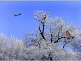翱翔在蓝天下的老鹰冬季唯美风景图片